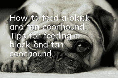 How to feed a black and tan coonhound. Tips for feeding a black and tan coonhound.