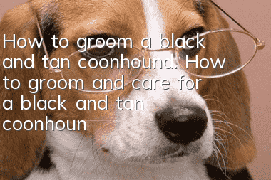 How to groom a black and tan coonhound. How to groom and care for a black and tan coonhound.