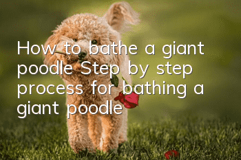 How to bathe a giant poodle Step by step process for bathing a giant poodle