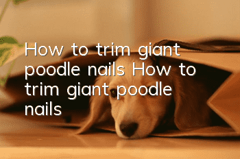 How to trim giant poodle nails How to trim giant poodle nails