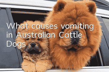 What causes vomiting in Australian Cattle Dogs?