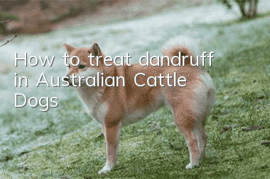 How to treat dandruff in Australian Cattle Dogs