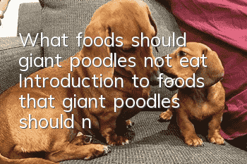 What foods should giant poodles not eat? Introduction to foods that giant poodles should not eat.