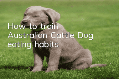 How to train Australian Cattle Dog eating habits