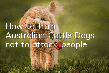 How to train Australian Cattle Dogs not to attack people