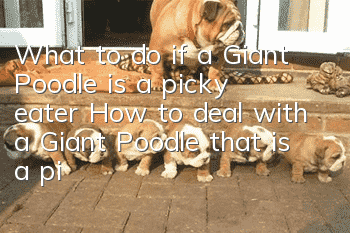 What to do if a Giant Poodle is a picky eater How to deal with a Giant Poodle that is a picky eater