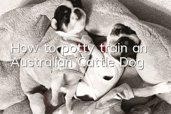 How to potty train an Australian Cattle Dog