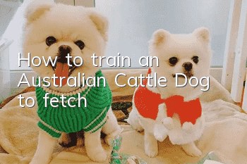 How to train an Australian Cattle Dog to fetch
