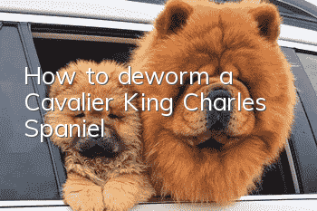 How to deworm a Cavalier King Charles Spaniel