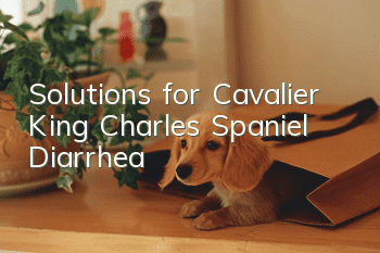 Solutions for Cavalier King Charles Spaniel Diarrhea