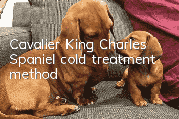 Cavalier King Charles Spaniel cold treatment method