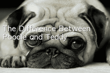 The Difference Between Poodle and Teddy