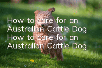 How to care for an Australian Cattle Dog How to care for an Australian Cattle Dog