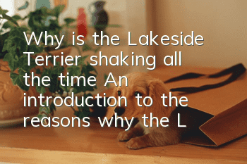 Why is the Lakeside Terrier shaking all the time? An introduction to the reasons why the Lakeside Terrier is shaking.