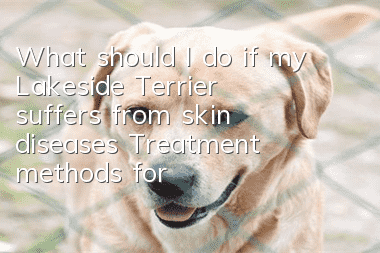 What should I do if my Lakeside Terrier suffers from skin diseases? Treatment methods for Lakeside Terrier skin diseases
