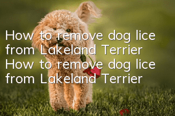 How to remove dog lice from Lakeland Terrier How to remove dog lice from Lakeland Terrier