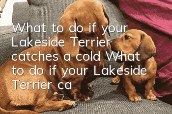 What to do if your Lakeside Terrier catches a cold? What to do if your Lakeside Terrier catches a cold?