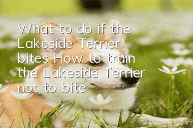 What to do if the Lakeside Terrier bites? How to train the Lakeside Terrier not to bite?