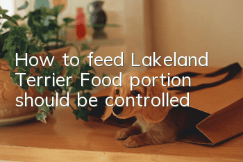 How to feed Lakeland Terrier Food portion should be controlled