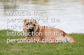 What is the personality of the Lakeside Terrier? Introduction to the personality characteristics of the Lakeside Terrier