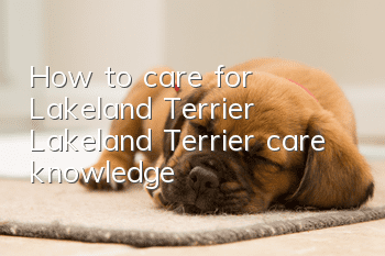 How to care for Lakeland Terrier Lakeland Terrier care knowledge