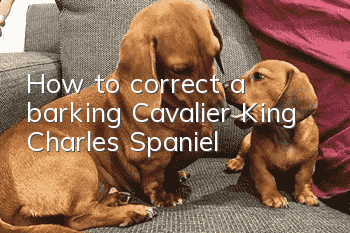 How to correct a barking Cavalier King Charles Spaniel