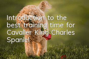 Introduction to the best training time for Cavalier King Charles Spaniel