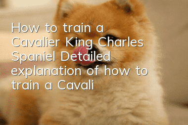 How to train a Cavalier King Charles Spaniel Detailed explanation of how to train a Cavalier King Charles Spaniel