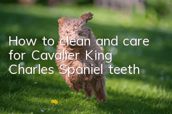 How to clean and care for Cavalier King Charles Spaniel teeth