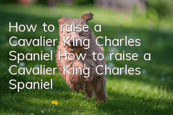 How to raise a Cavalier King Charles Spaniel How to raise a Cavalier King Charles Spaniel and what to pay attention to