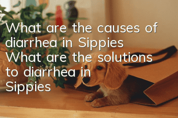 What are the causes of diarrhea in Sippies? What are the solutions to diarrhea in Sippies?