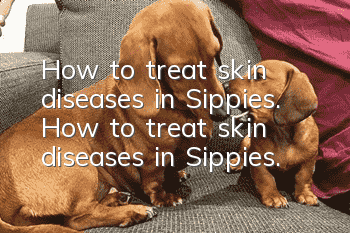 How to treat skin diseases in Sippies. How to treat skin diseases in Sippies.