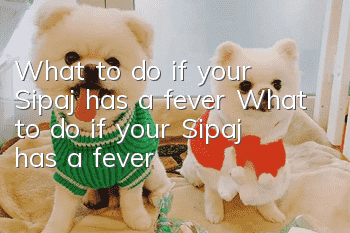 What to do if your Sipaj has a fever What to do if your Sipaj has a fever