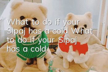 What to do if your Sipaj has a cold? What to do if your Sipaj has a cold?