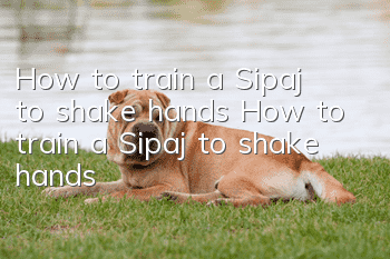 How to train a Sipaj to shake hands? How to train a Sipaj to shake hands?