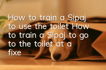 How to train a Sipaj to use the toilet? How to train a Sipaj to go to the toilet at a fixed location