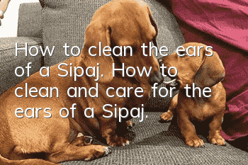 How to clean the ears of a Sipaj. How to clean and care for the ears of a Sipaj.