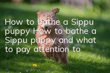 How to bathe a Sippu puppy? How to bathe a Sippu puppy and what to pay attention to