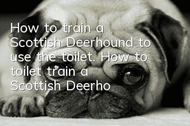 How to train a Scottish Deerhound to use the toilet. How to toilet train a Scottish Deerhound.