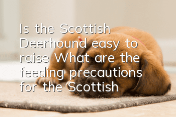 Is the Scottish Deerhound easy to raise? What are the feeding precautions for the Scottish Deerhound?