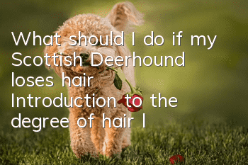 What should I do if my Scottish Deerhound loses hair? Introduction to the degree of hair loss