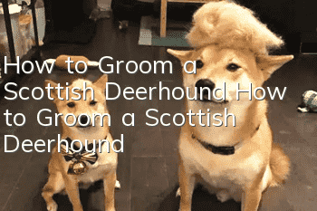 How to Groom a Scottish Deerhound How to Groom a Scottish Deerhound