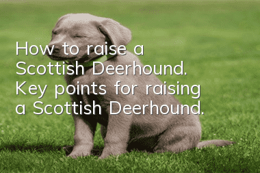 How to raise a Scottish Deerhound. Key points for raising a Scottish Deerhound.