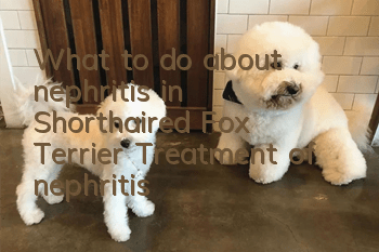 What to do about nephritis in Shorthaired Fox Terrier? Treatment of nephritis