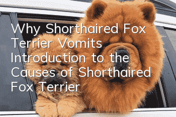 Why Shorthaired Fox Terrier Vomits? Introduction to the Causes of Shorthaired Fox Terrier Vomiting