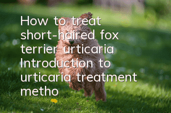 How to treat short-haired fox terrier urticaria? Introduction to urticaria treatment methods