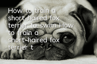 How to train a short-haired fox terrier to swim? How to train a short-haired fox terrier to swim?