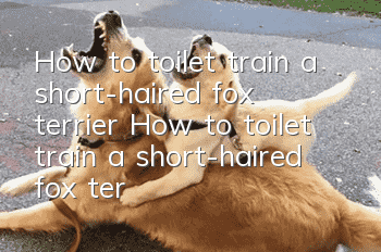 How to toilet train a short-haired fox terrier? How to toilet train a short-haired fox terrier?
