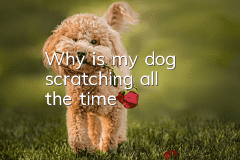 Why is my dog scratching all the time?