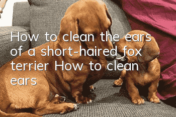 How to clean the ears of a short-haired fox terrier How to clean ears